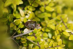 David Plant Photography - Wildlife Photographer - Green shield bug